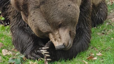 Brown bears Stock Footage 310373311