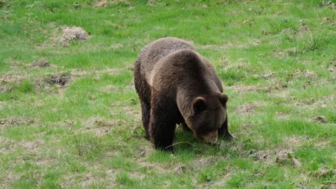 Brown bears Stock Footage 310373720