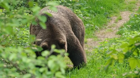 Brown bears Stock Footage 310374218