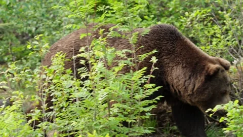 Brown bears Stock Footage 310374323