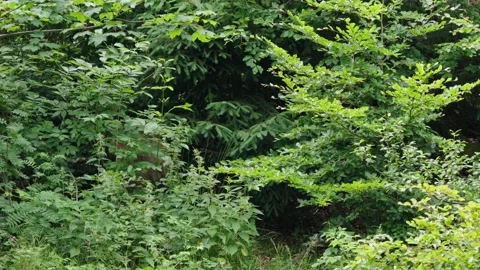 Brown bears Stock Footage 310374326