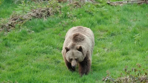 Brown bears Stock Footage 310374598