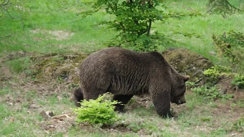 Brown bears Stock Footage 310374691