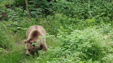 Brown bears Stock Footage 310374960