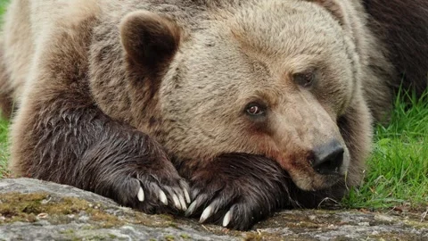 Brown bears Stock Footage 310375219