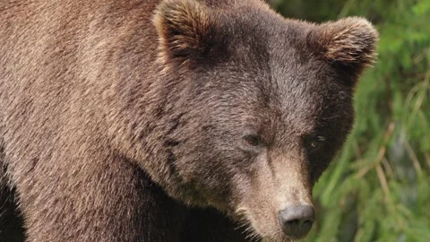 Brown bears Stock Footage 310375220