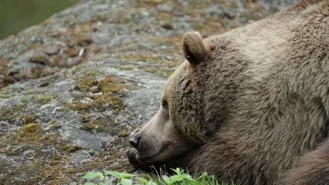 Brown bears Stock Footage 310375279