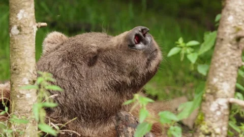 Brown bears Stock Footage 310375515