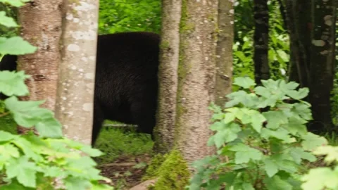 Brown bears Stock Footage 310375541