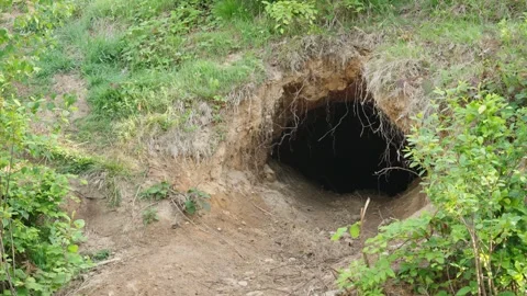 Brown bears Stock Footage 310375563