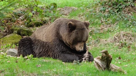 Brown bears Stock Footage 310375924