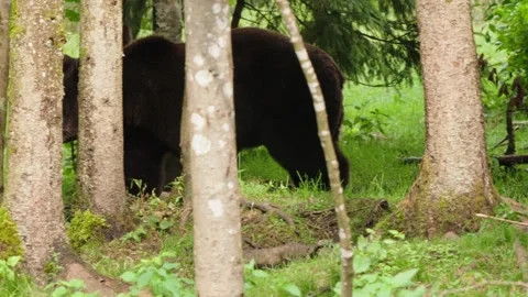 Brown bears Stock Footage 310375965