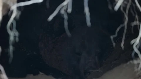 Brown bears Stock Footage 310376048