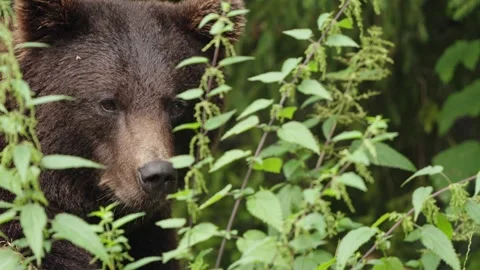 Brown bears Stock Footage 310376072