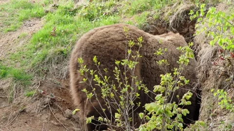Brown bears Stock Footage 310376123