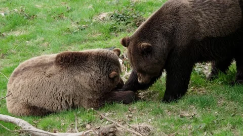 Brown bears Stock Footage 310376187