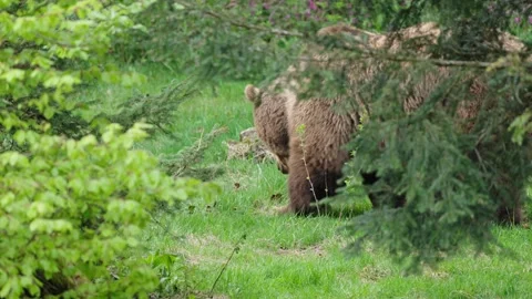 Brown bears Stock Footage 310376198