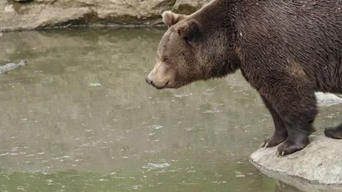 Brown bears Stock Footage 310376435