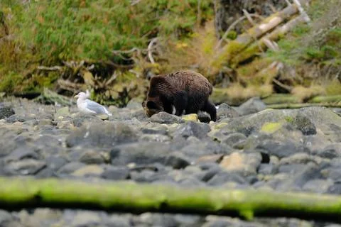 Brown bears foraging in a rocky riverbed 19 Stock Photos
