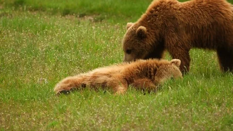 Brown bears in grass Stock Footage 104149369
