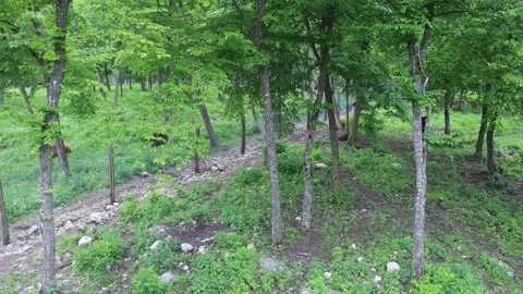 Brown bears inside an enclosure at a wildlife rehabilitation center. Conservatio Stock Footage 312689192