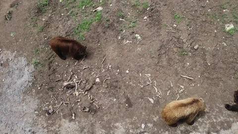 Brown bears inside an enclosure at a wildlife rehabilitation center. Conservatio Stock Footage 312689223