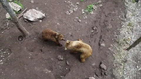 Brown bears inside an enclosure at a wildlife rehabilitation center. Conservatio Stock Footage 312689235