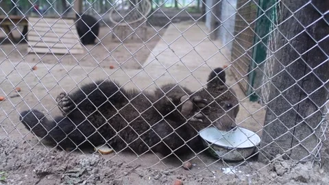 Brown bears inside an enclosure at a wildlife rehabilitation center. Conservatio Stock Footage 312689294