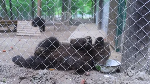 Brown bears inside an enclosure at a wildlife rehabilitation center. Conservatio Stock Footage 312689298