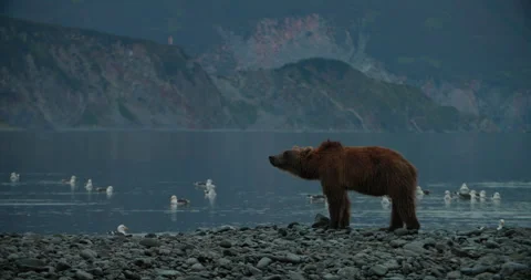 Brown bears of Kamchatka Stock Footage 249229630