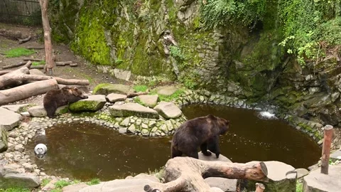  Brown Bears in moat outside historic castle in Cesky Krumlov Czechia Europe Stock Footage 250462800