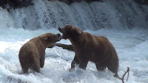 Brown Bears Mock Fighting:  Dispute Between Sow and Boar Who Wants to Court Her Stock Footage 50788317