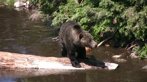 Brown Bears play in water Stock Footage