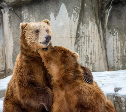Brown bears playing 库存照片