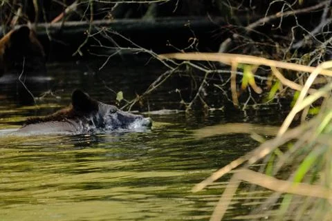 Brown bears in a river 16 Stock Photos
