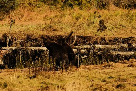 Brown bears in a river 3 Stock Photos