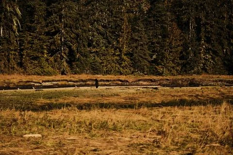 Brown bears in a river 4 Stock Photos