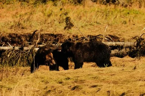 Brown bears in a river 5 Stock Photos