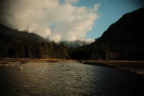 Brown bears in a river 7 Stock Photos