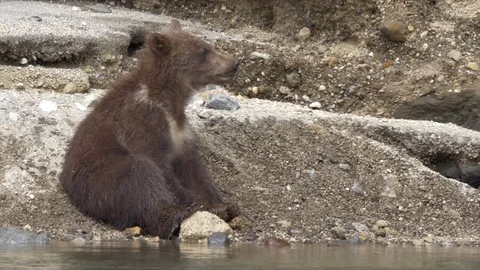 Brown bears on the river. Bear. Vídeo Stock 77662983