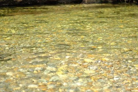 Brown bears in a river Stock Photos