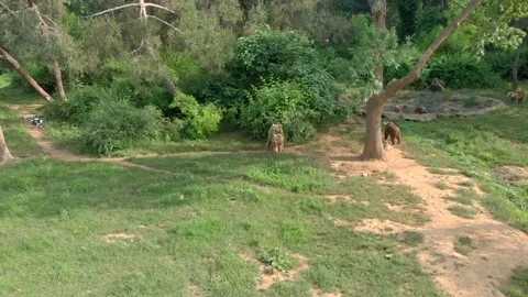 Brown bears roam a forested rescue sanctuary - Animal Recovery and Wild Mammals Vidéo 339733142