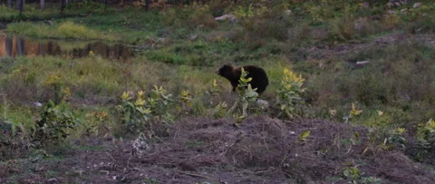 Brown bears running in a field Video stock 140267243