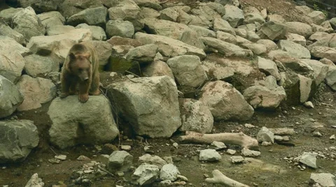 Brown Bears Sitting on Rocks Видео 56343771