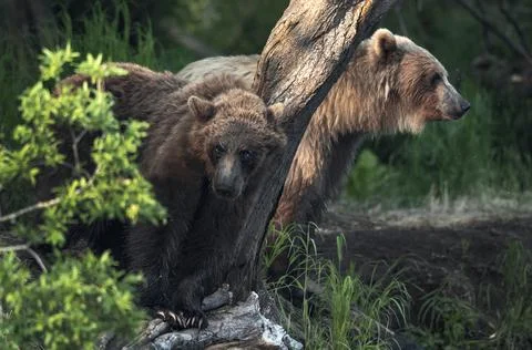 Brown bears is sitting under a tree in a summer forest.  Kamchatka brown bear Stock Photos