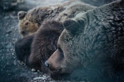 Brown Bears Sleeping Together Stock Photos