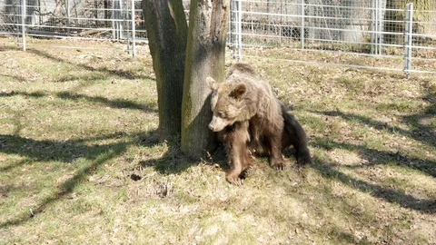 The brown bears at Spring Sunny Day lazily walk at the Ground Stock Footage 88428007