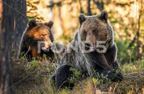 Brown bears in summer forest at sunset light. Scientific name: Ursus Arctos. Stock Photos