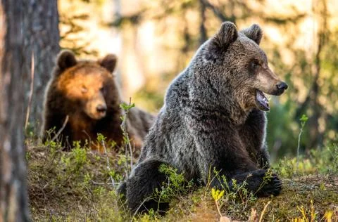 Brown bears in summer forest at sunset light. Scientific name: Ursus Arctos. Stock Photos