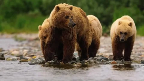 Brown Bears Walking Stock Footage 323142222